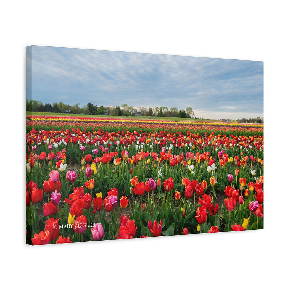 Thumbnail: "Rainbow Fields" Canvas Wrap, Richardson's Farm, Spring Grove, IL
