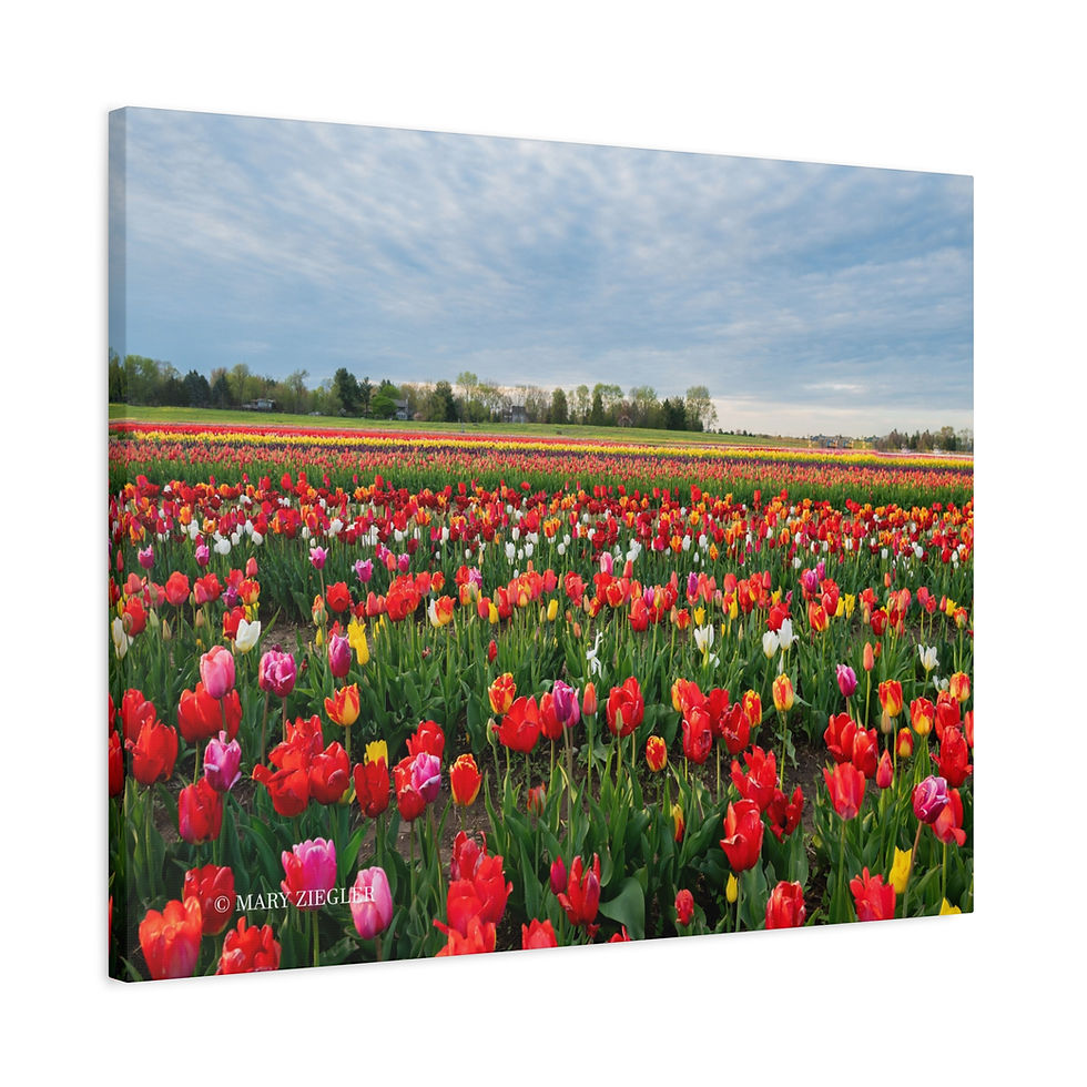 Thumbnail: "Rainbow Fields" Canvas Wrap, Richardson's Farm, Spring Grove, IL