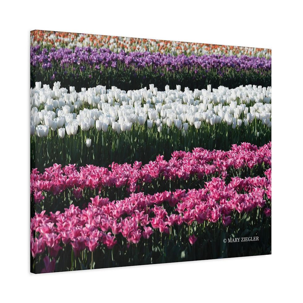 Thumbnail: "Blossoms Of Light" Canvas Wrap, Richardson's Farm, Spring Grove, Illinois