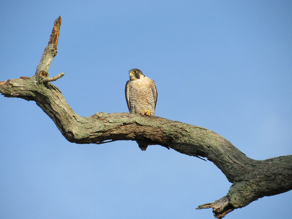 Wildlife Tours
