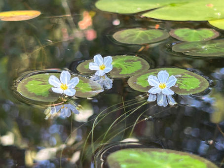 Exploring Messerschmidt Pond: Westbrook’s Wildlife Oasis