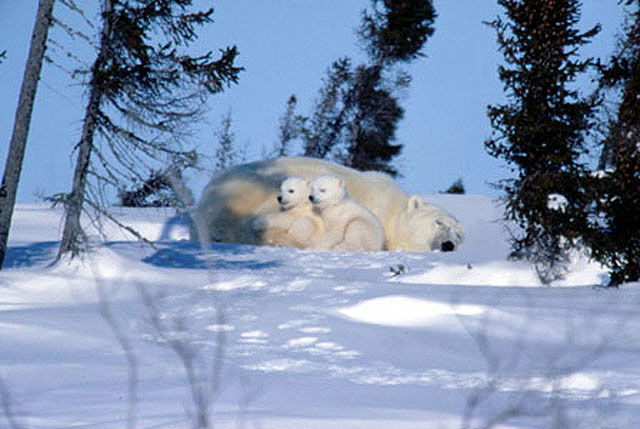 pbcubcuddle1.JPG