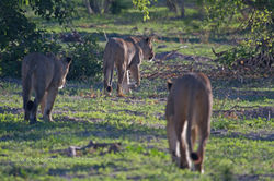 _CKW1 _Lionesses behind camp (IMG_0652a)