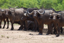 _EMP 112619 Buff in the Sun (IMG_1185a).