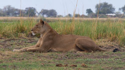 _BBCH1 _6Lioness (IMG_1073a)