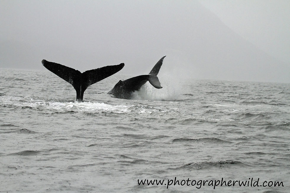 Mother and calf