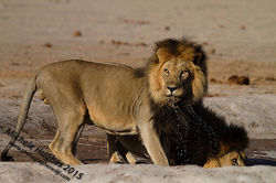 Lion at waterhole
