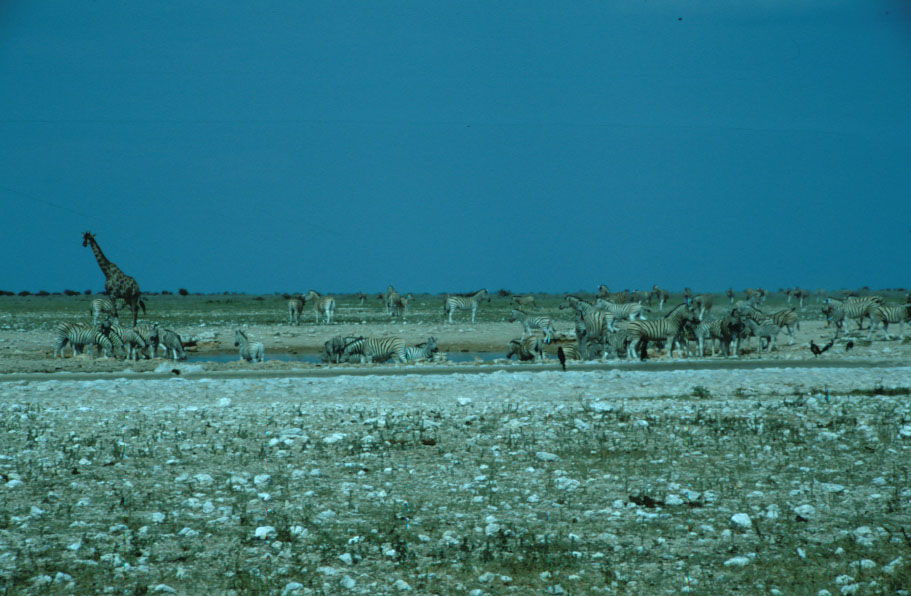 ZebraThirst3_Etosha