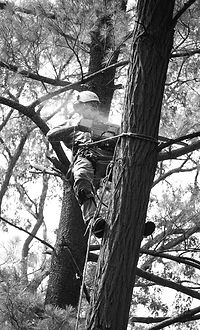 Professional Arborist tree care in Canmore