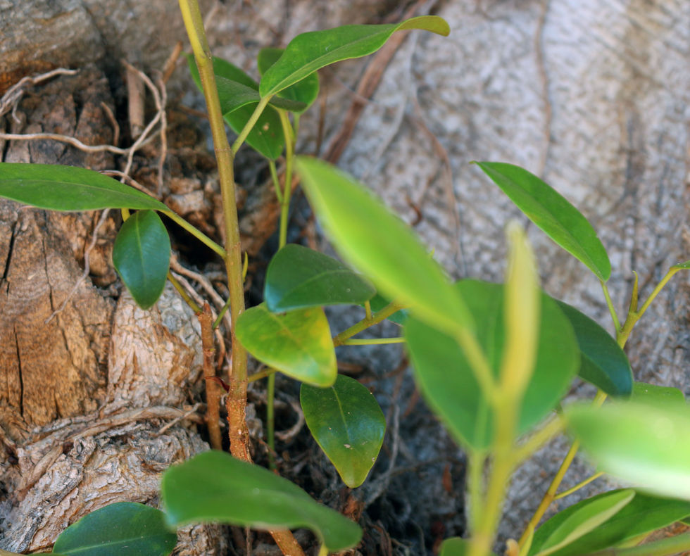 Leaves