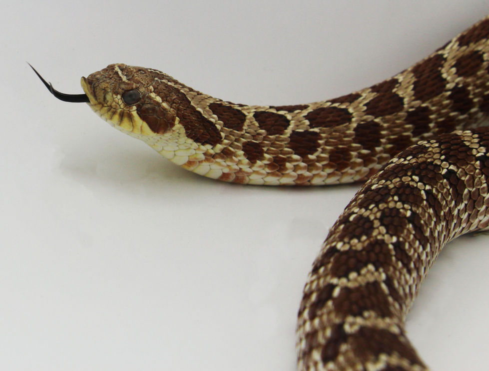 Snake