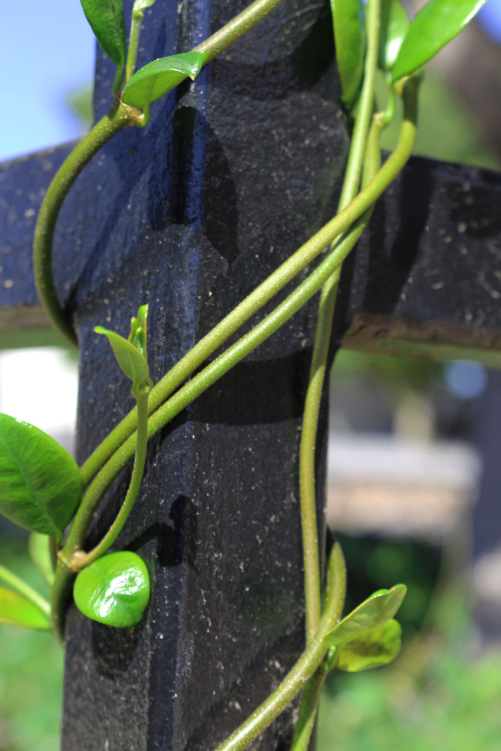 Vine