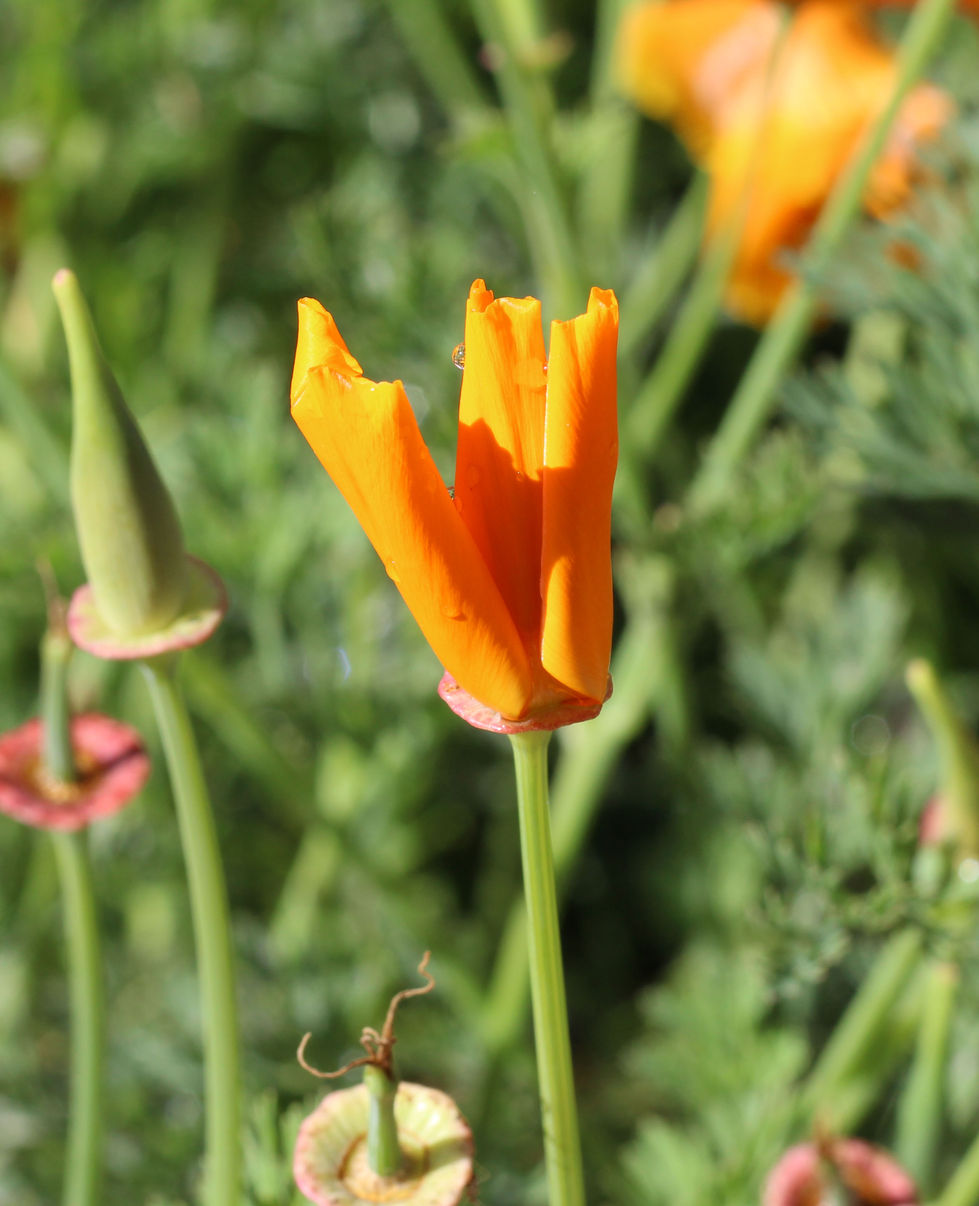Orange Flower