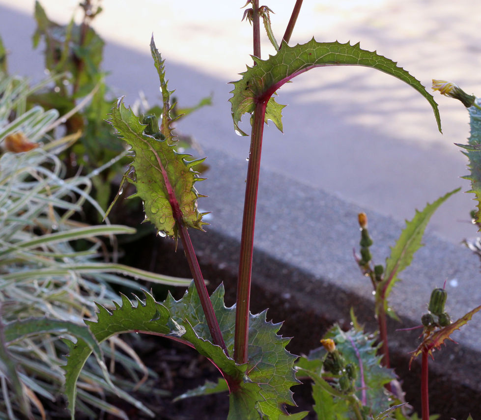 Red and Green Stalks