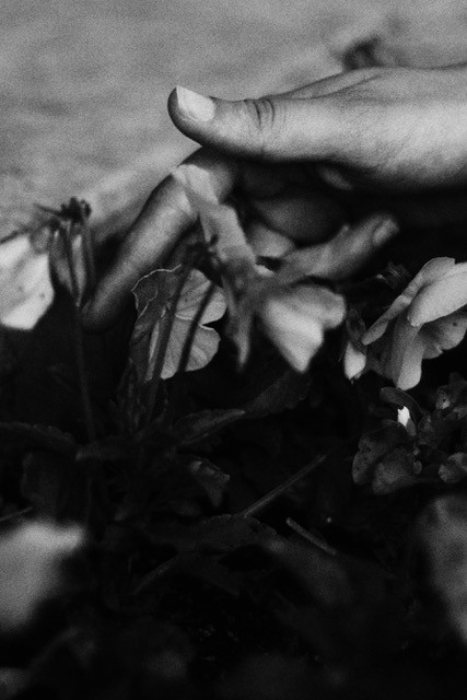 Black and white close up photo of hands reaching into a bed of flowers