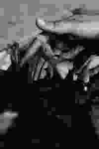 Black and white close up photo of hands reaching into a bed of flowers