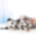 Dalmatian Dog_edited.jpg