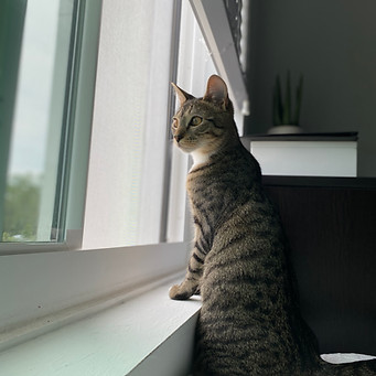 IMG_7166.JPEG