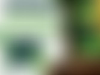 𝗜𝗜 𝗘𝗗𝗜ÇÃ𝗢 𝗗𝗔 𝗖𝗔𝗠𝗣𝗔𝗡𝗛𝗔 𝗗𝗘 𝗔𝗥𝗕𝗢𝗥𝗜𝗭𝗔ÇÃ𝗢 | 𝗨𝗠𝗔 𝗙𝗔𝗠Í𝗟𝗜𝗔 𝗨𝗠𝗔 𝗔𝗥𝗩𝗢𝗥𝗘