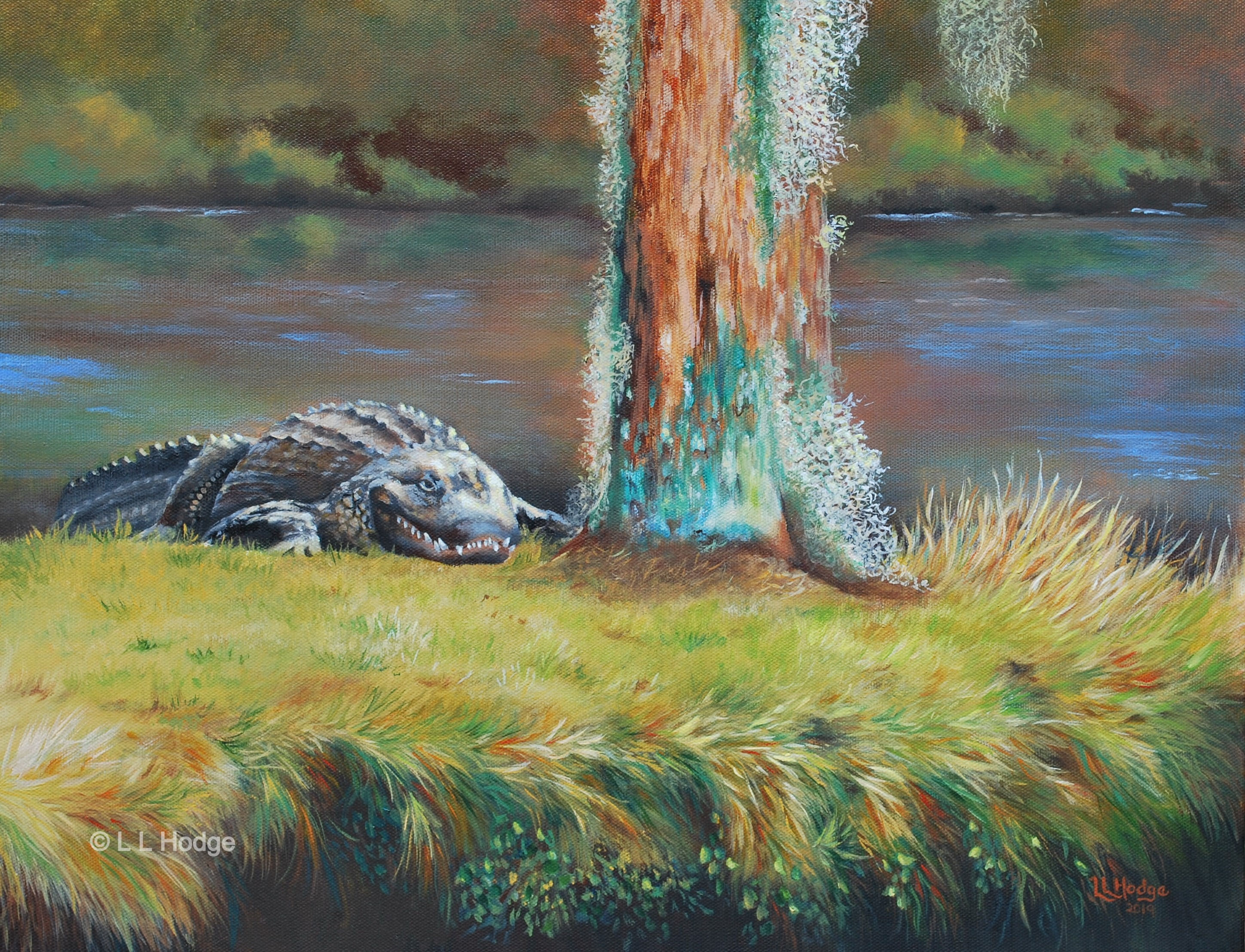 Sunbathing Gator