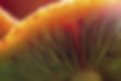 yellow%20flower_edited.jpg