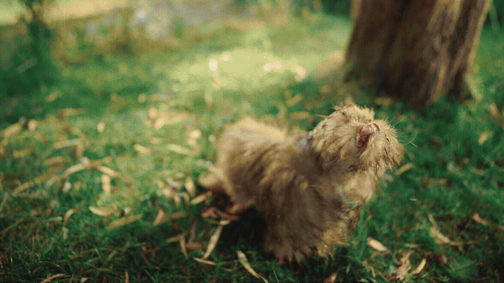 Adobe Express - Instagram_Gremlins_16x9_DE_15s.gif