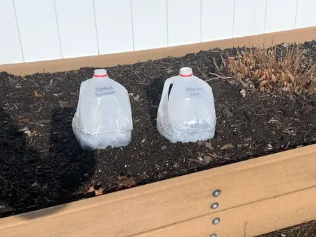 Growing Green: Winter Seed Sowing