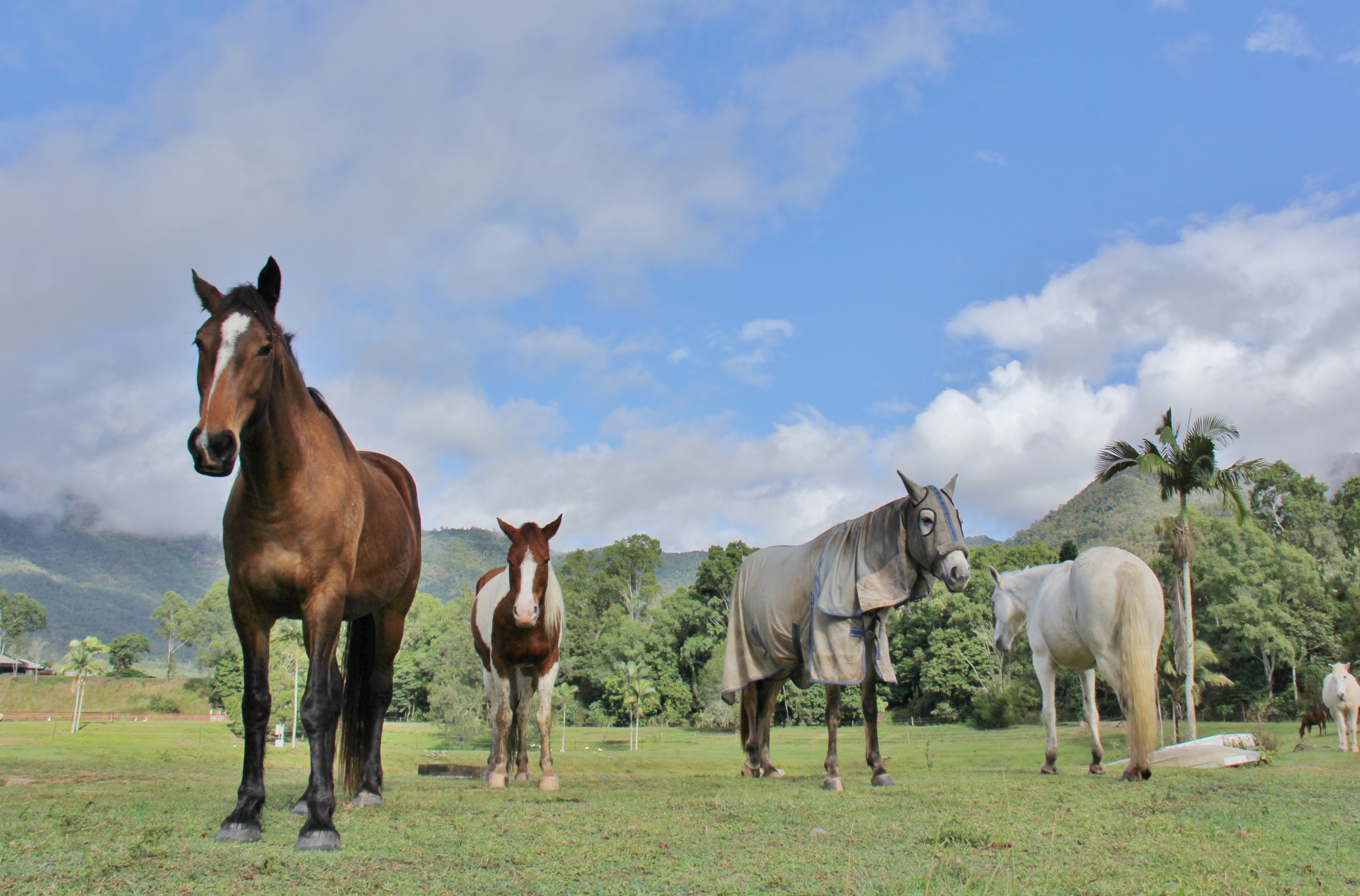 Mount N Ride Adventures, Horse Trail rides in the beautiful rainforst
