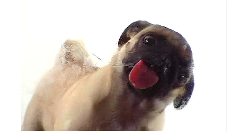 Lick the screen — 2