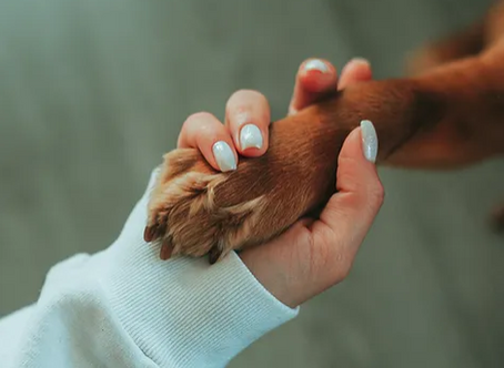 Symphony of Compassion: A Language of Care