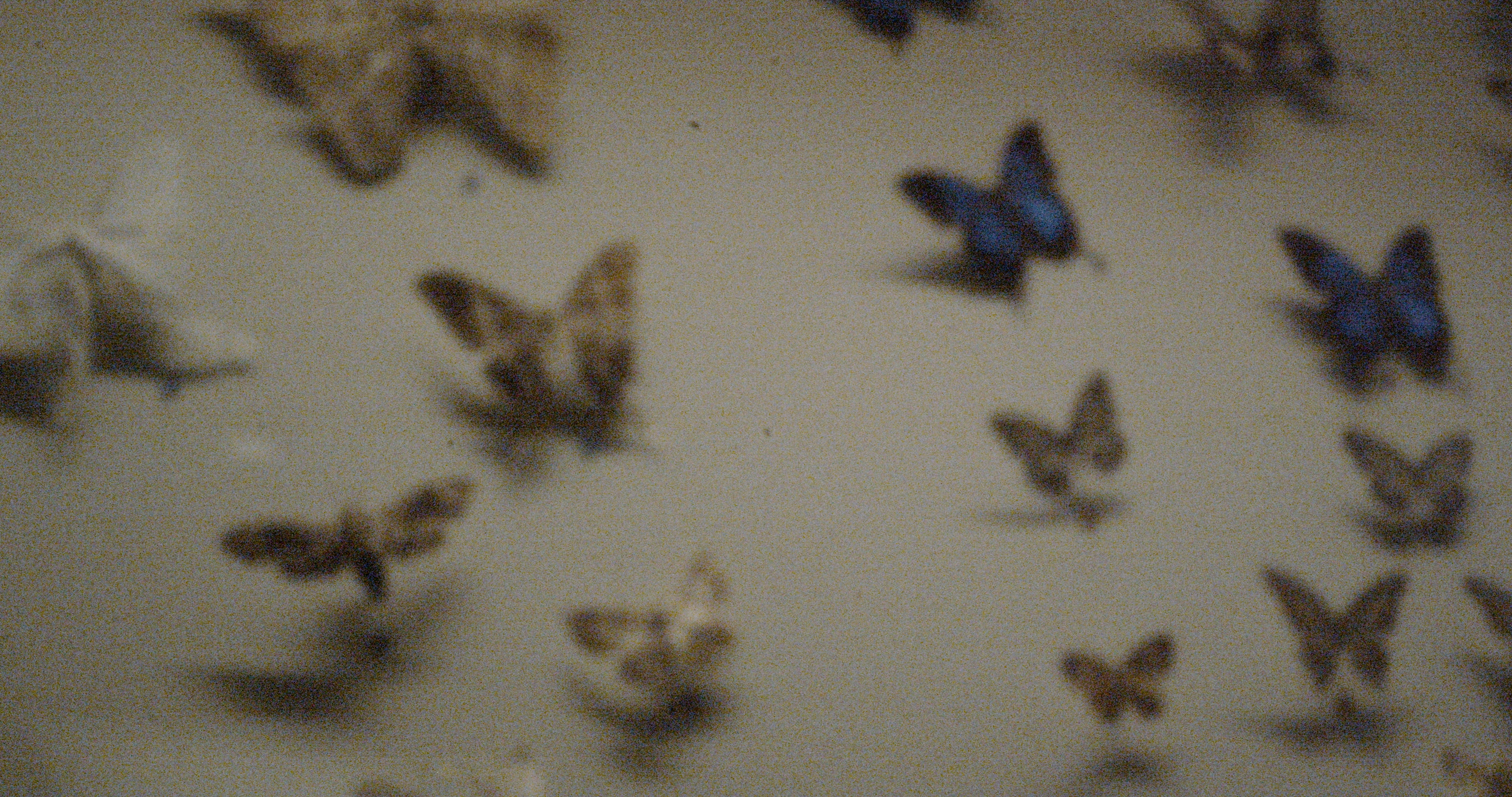 as a bird that briefly perches