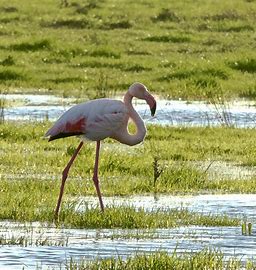 Flamand rose