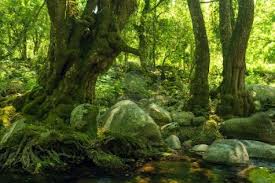 forêt