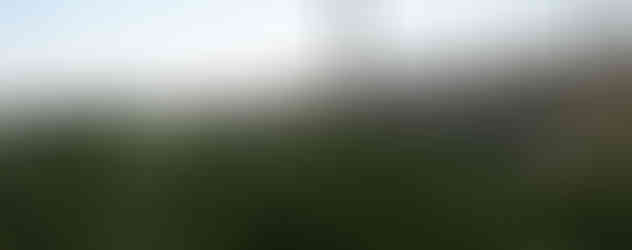 griffes de sorcière et parasols