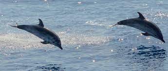 les dauphins sont joueurs