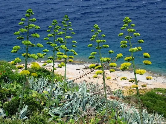 floraison des agaves