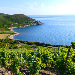 vignoble