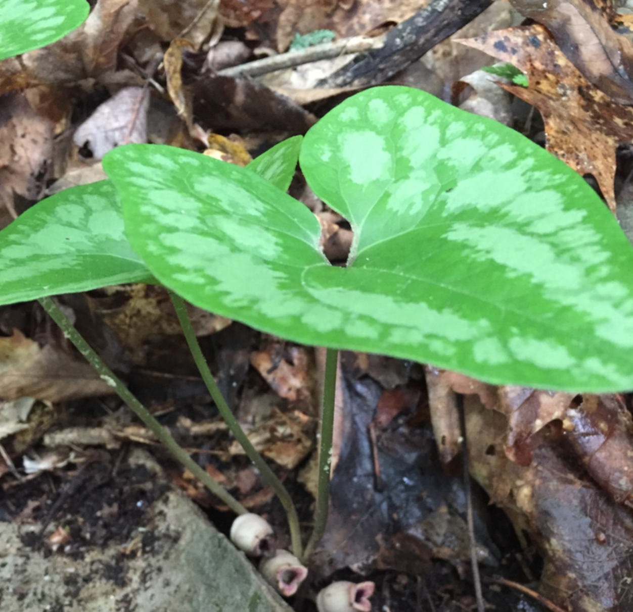 Heartleaf Wild Ginger - Asarum arifolium - native plant