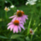 Purple Coneflower - Echinacea purpurea