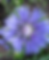 Stokes Aster 'Mel's Blue' - Stokesia laevis - native plant