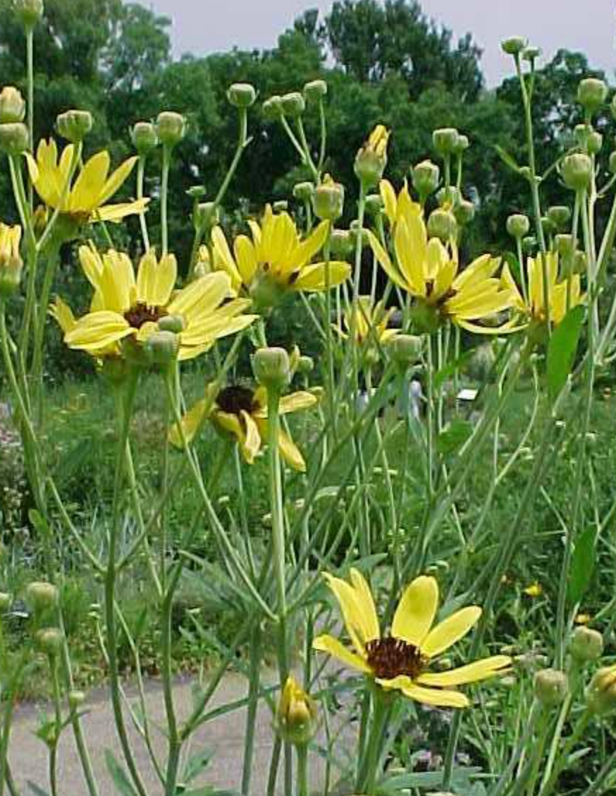 Tall Coreopsis - Coreopsis tripteris - native plant