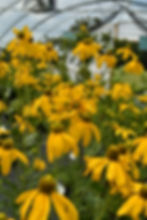 Cutleaf Coneflower - Rudbeckia laciniata Mississippi native plant wildflower