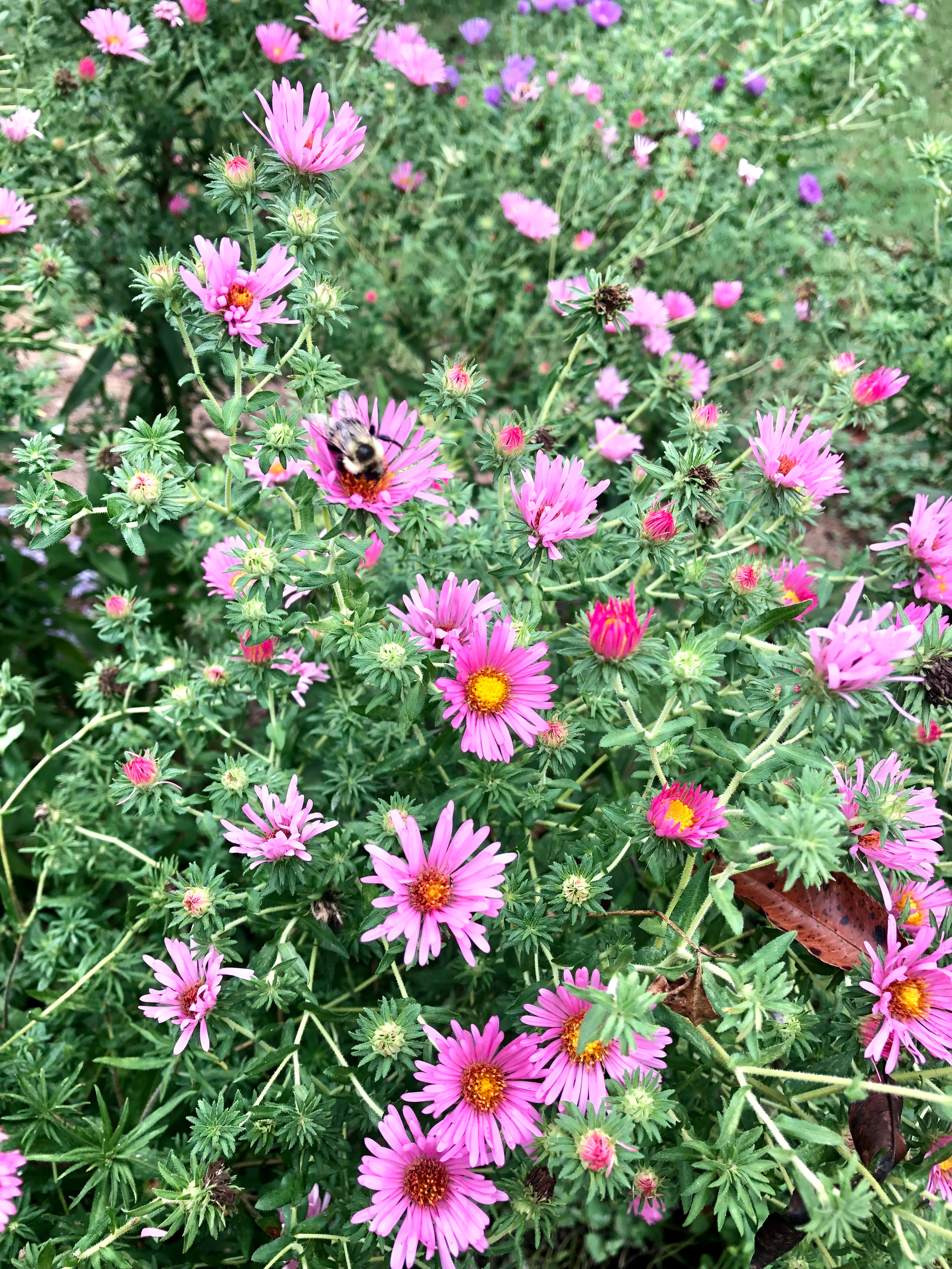 Symphyotrichum dumosum 'Wood's Pink'- Wood's Pink Aster