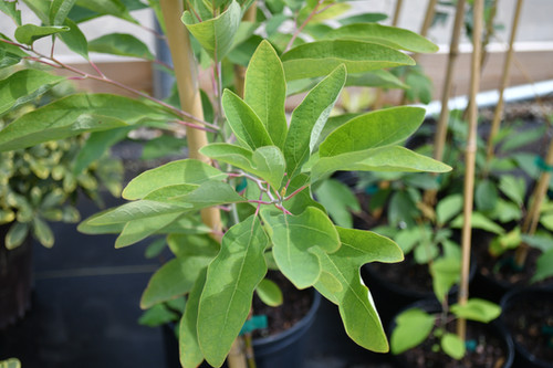 Sassafras albidum- Sassafras | US Native Plants | Buy Now