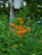 Butterfly Milkweed - Asclepias tuberosa