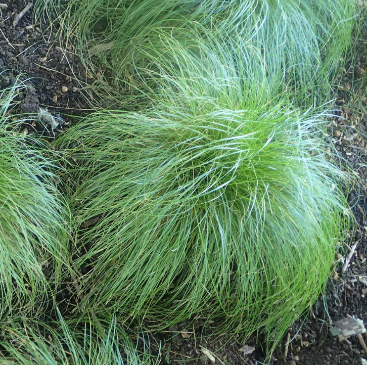Rosy Sedge - Carex rosea - native plant