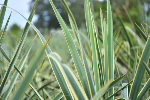 Yucca 'Bright Edge' - Yucca filamentosa 'Bright Edge' | US