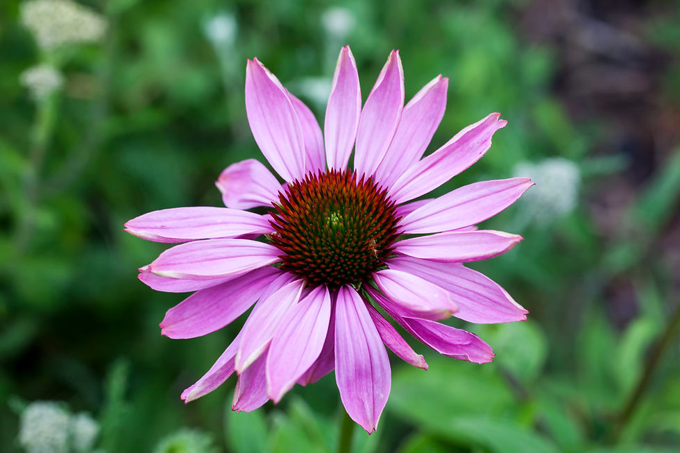 Coneflower 'Prairie Splendor' - Echinacea purpurea 'Prairie Splendid'