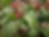 Prairie Trillium - Trillium recurvatum - native plant