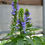 Thumbnail: Great Blue Lobelia - Lobelia siphilitica - native plant